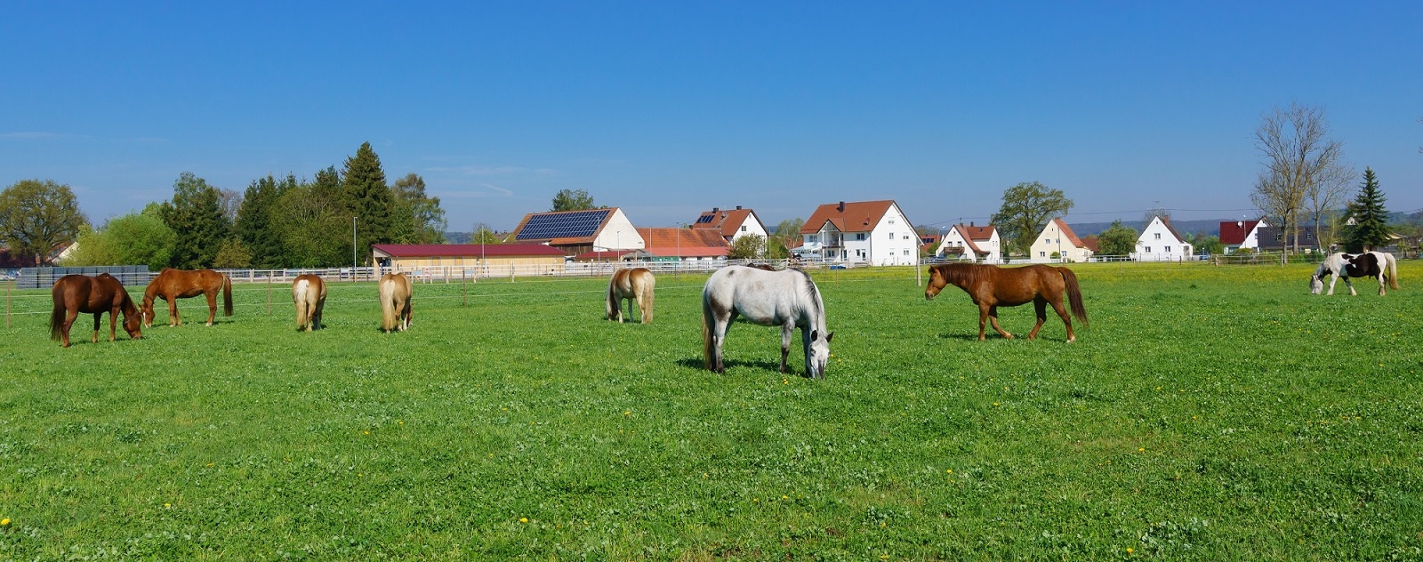 Auf der Koppel 2