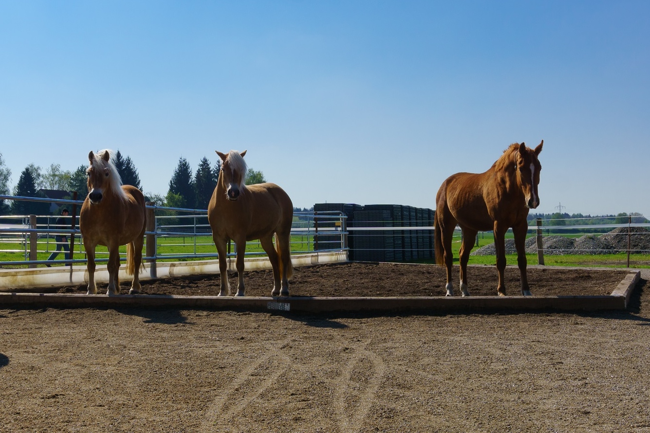 Pferde im Paddock