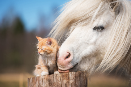 pony katze kuscheln süß entspannt müde gekauft